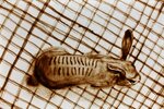 2010 - Dessin sur sable, Torture animale {JPEG}