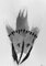 2012 : : Lavis d'encre noire, Masquer : : A3