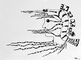 2012 : : La Vengeance du Fruit de Mer : : encre noire, 31x42