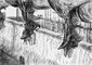 2010 - Dessin au fusain, Animaux déchiquetés